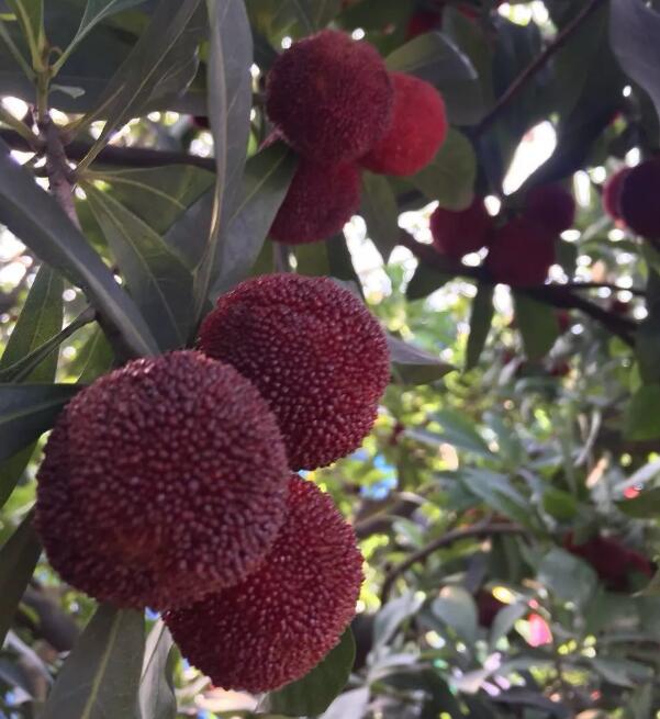 2019江津龍華鎮(zhèn)東魁楊梅采摘開園了 2019江津龍華鎮(zhèn)東魁楊梅采摘開園了