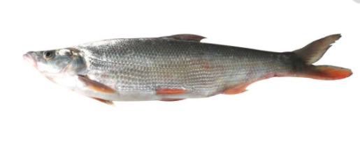 N~(y)W(xu)Ntw^w(x)L(zhng)(c)~Ρ^ƽֱ^󱳲¡λM(jin)񼱄NQڿǰʹѴֱ۴A[СNtСόӴ͵ˮ(jng)(j)~(y)Є(dng)ѸͣS鱩꣬@L(zhng)ѸԻ~(y)ʳăʳ~(y)ԸＰˮx(chng)ʳ50ҪʳС~(y)СrҲʳֲкܸߵĠI(yng)B(yng)r(ji)ֵ߀н(jng)(j)r(ji)ֵ