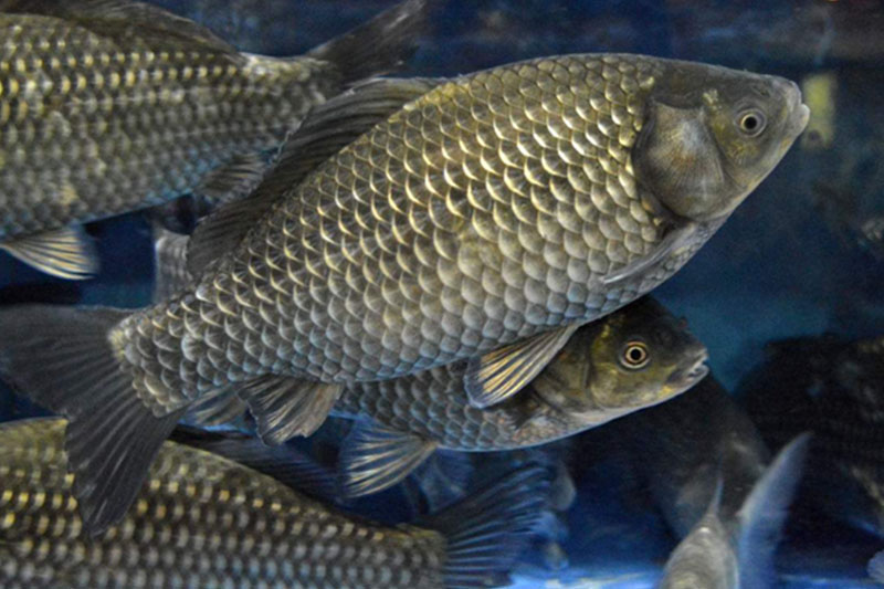 a~(y)Ҫֲʳsʳ~(y)ϲȺʳ|(zh)(x)I(yng)B(yng)r(ji)ֵܸÿٿ⺬|(zh)13ˡ֬11д}FȵV|(zh)a~(y)ˎÃr(ji)ֵOƽζʣθIкa(b)̓θM(jn)ʳa(b)֮Чa~(y)ֲVȫ(gu)ˮa(chn)24·ݺ812·ݵa~(y)҇(gu)Ҫʳ~(y)֮һ