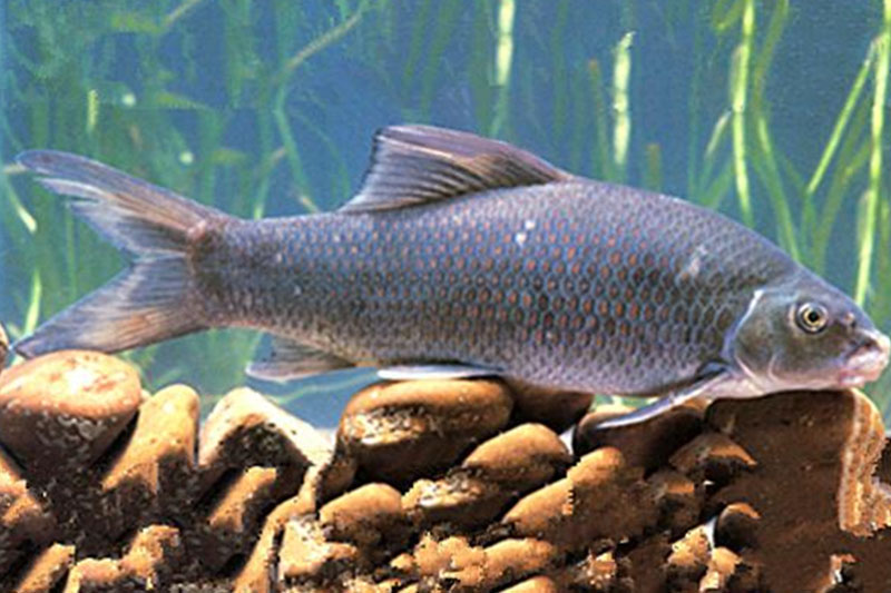 ANĿҰNAN׷QһҰN~(y)ӡwL(zhng)Գʰβ߶gAͻλMϴǰ⻬xƤwɂ(c)tм(x)Сͻ´xֵă(ni)SСͻ´cMxgһMϴ1(du)M횳˻(c)[45-47(g)ww(c)ɫ[ƬϾGɫAмtɫ߽ٹɣ΢SҺɫ