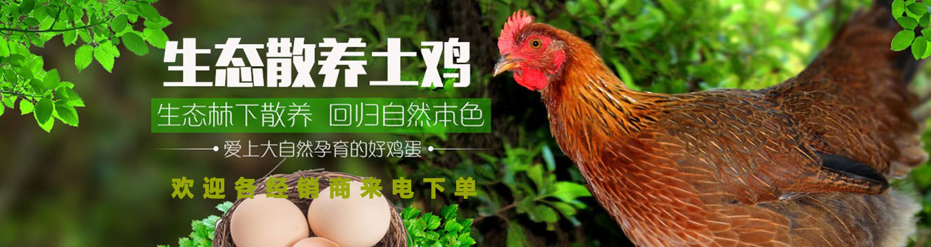 生態(tài)散養(yǎng)土雞 生態(tài)散養(yǎng)土雞