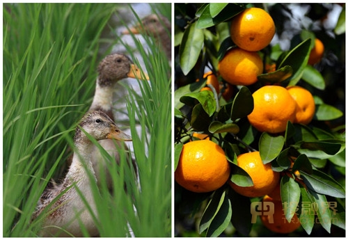 ìF(xin)rI(y)F(xin)ʳƷȫЇ|Ͷڽ猣LФС