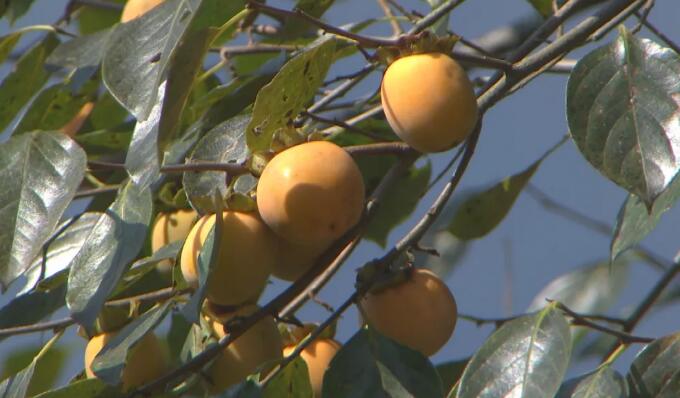 ˮݵķNط߀ٍܶX