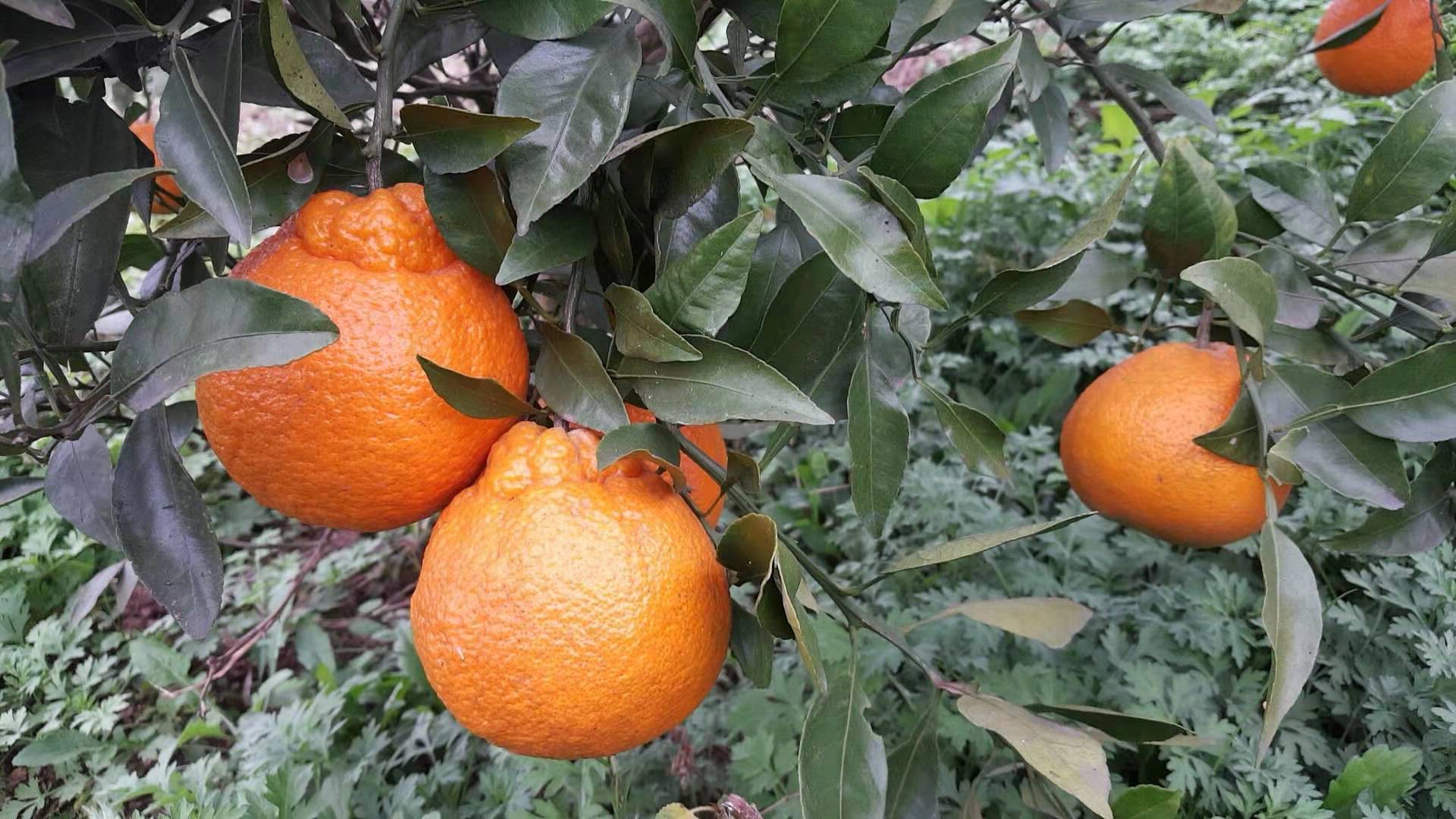 2021ؑcL(zhng)۳̷Nֲl(f)r(ji)(yu)Ѓ(yu)