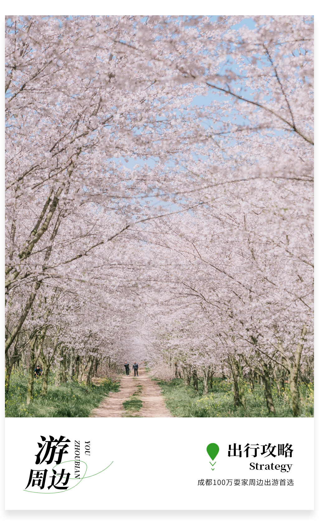 貴州櫻花 貴州櫻花