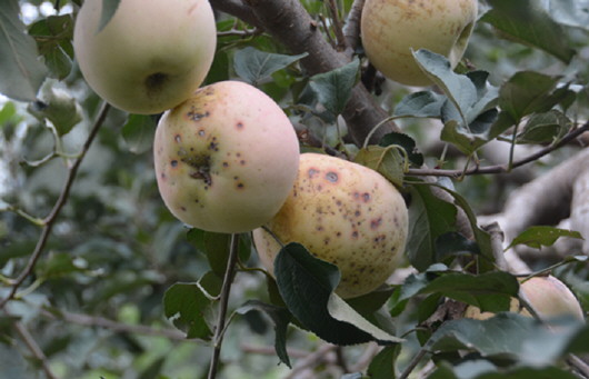 Oθ߹Ч,P(gun)׹g(sh)