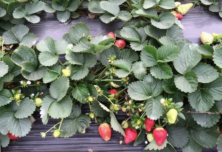 ׌ݮm(x)_YݮNֲע