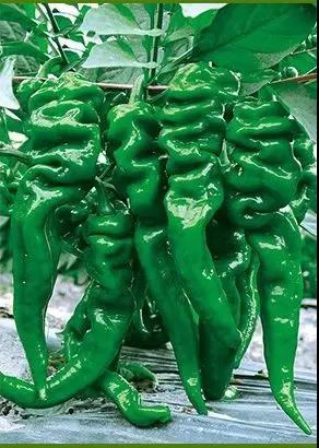 ݽzmʲôطNֲθ߮a(chn)