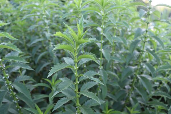 ؅ӷֳһa(chn)Ƕٽ