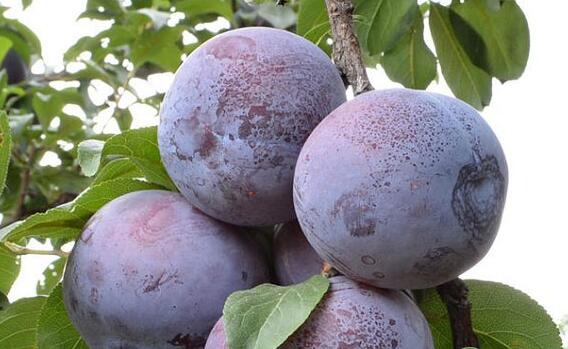 ·ݷNֲg(sh)Щ