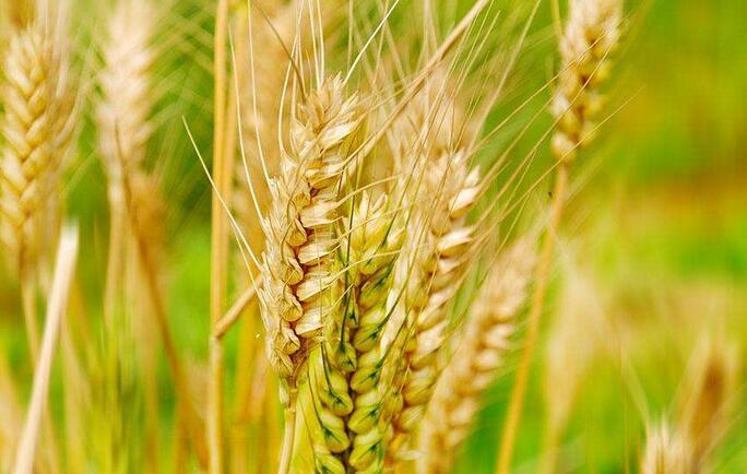 NֲʲôСƷNЩСЈ