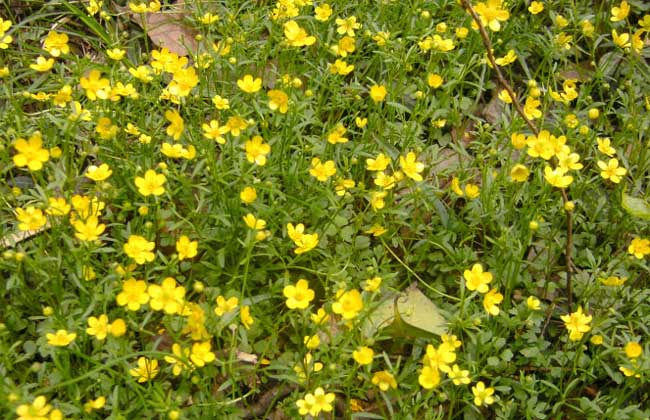 ؈צôNֲҪעʲô