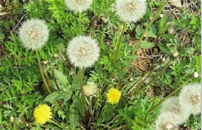 ѹӢӷNֲҪעʲô