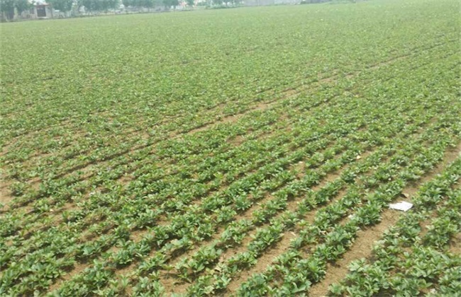 g(sh)ʲôrgN