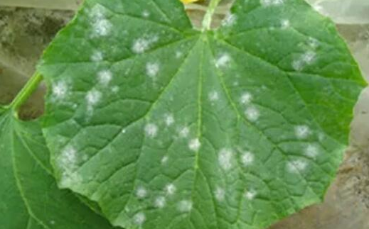 S߮a(chn)@9NҊxò