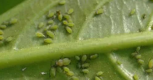 x(chng)ʲôx(chng)Чã