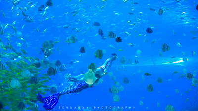 巴南海洋公園的美人魚 巴南海洋公園的美人魚