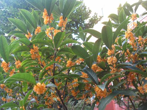 ؑcС^(q)GrȷNֲl(f)ؑcFԴB(ti)_(ki)l(f)޹˾gӭV͑(h)