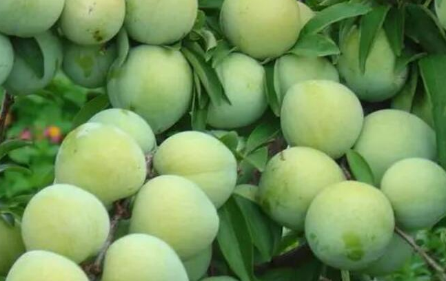 ɽҎ(gu)NֲĂg(sh)Ҫc