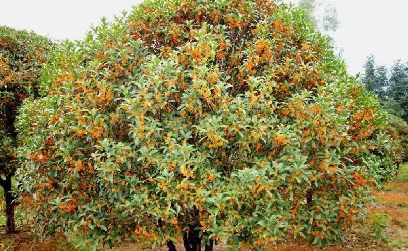 ɽ<a style=color:#FF0000 href=http://www.pcluntan.com/art-10-43-yw.html></a>ѹϴfסɽGˮ