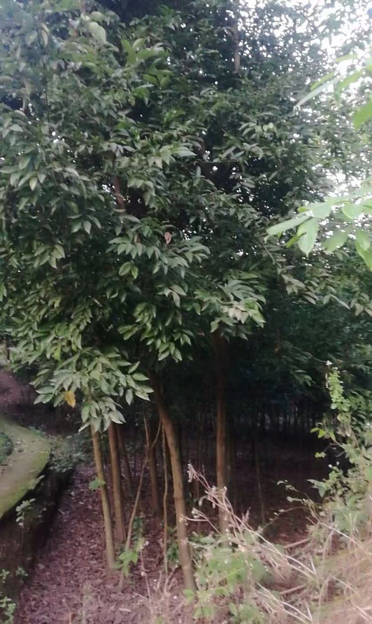 ؑcml(f)10m ľa(chn) G С^(q)ľNֲl(f)