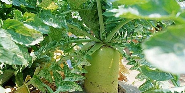 \F(xin)r(nng)I(y)߲F(xin)Ҫc