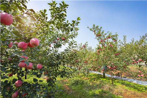 r(nng)儓(chung)I(y)Nֲ(sh)ô-zDW(wng)