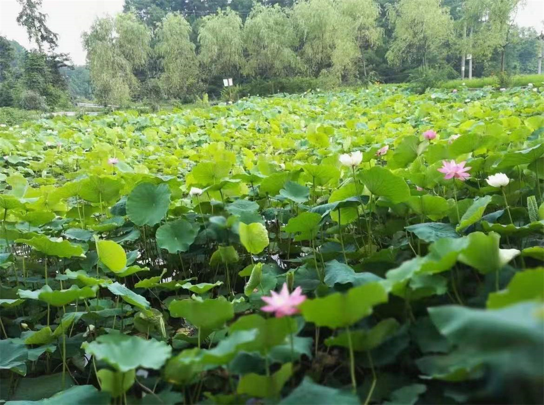 42a6b580157a616b9504ebff0155c58