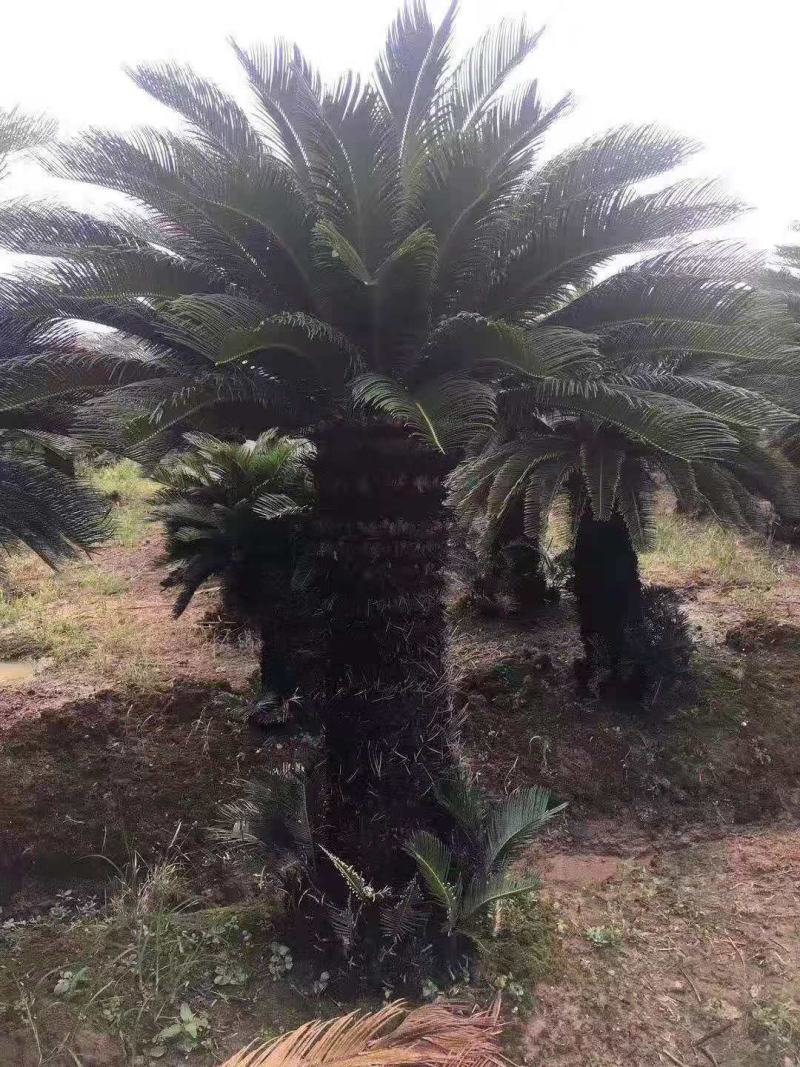 F/辰/^~ֲ/F/ԭB(ti)/N