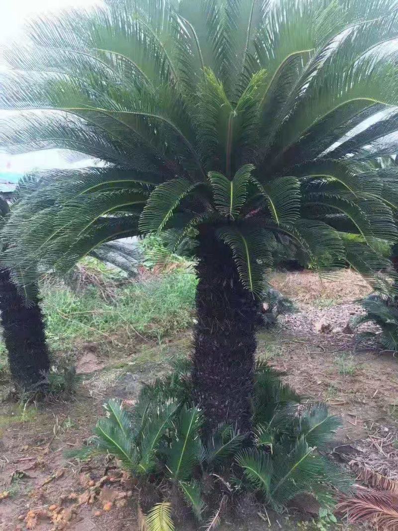 F/辰/^~ֲ/F/ԭB(ti)/N