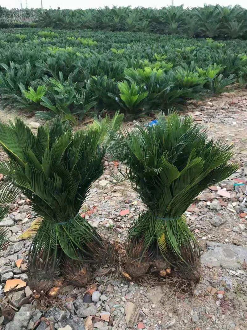 F/辰/^~ֲ/F/ԭB(ti)/N