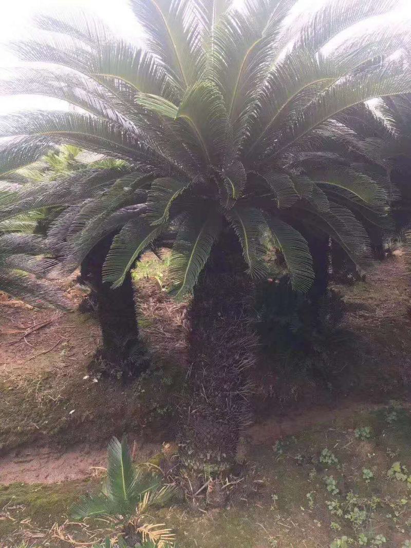 F/辰/^~ֲ/F/ԭB(ti)/N