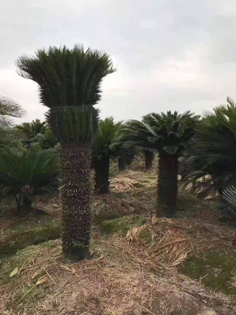 F/辰/^~ֲ/F/ԭB(ti)/N